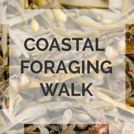 A coastal foraging walk in North Wales