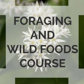 foraging course in North Wales