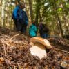 A Boletus edulis mushroom in a forest