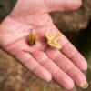 Edible beech nuts in a hand