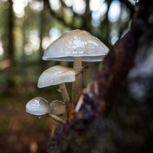Mushroom Identification Course in North Wales